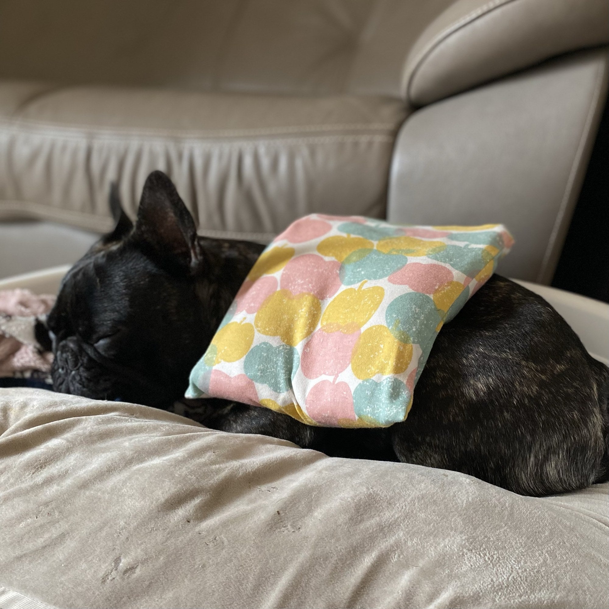 米ぬかカイロを使っている犬