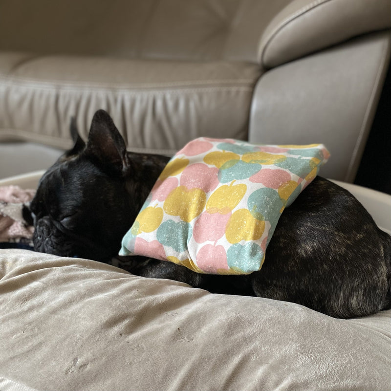 米ぬかカイロを使っている犬