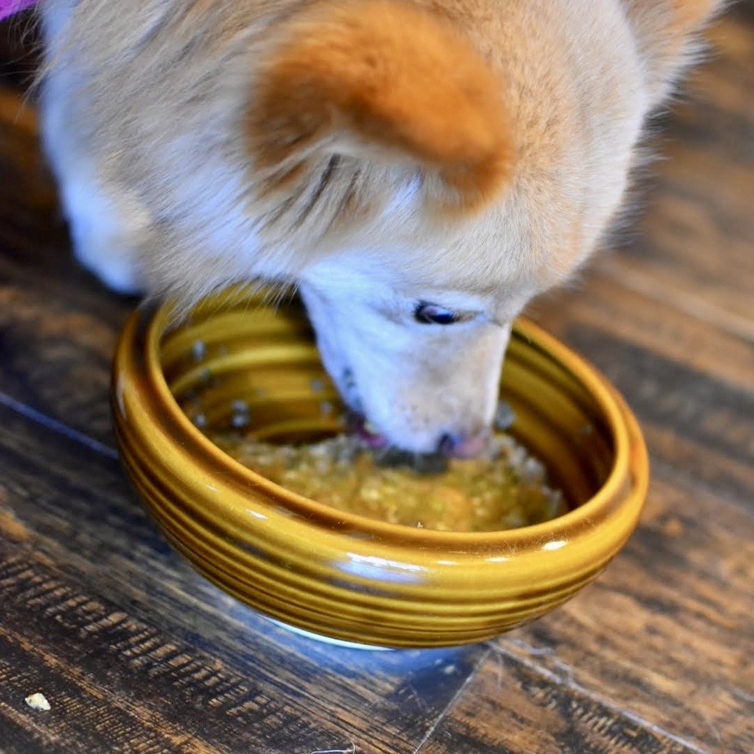 器からごはんを食べる犬