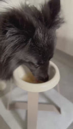 犬が食台の器から参鶏湯を飲んでいる様子