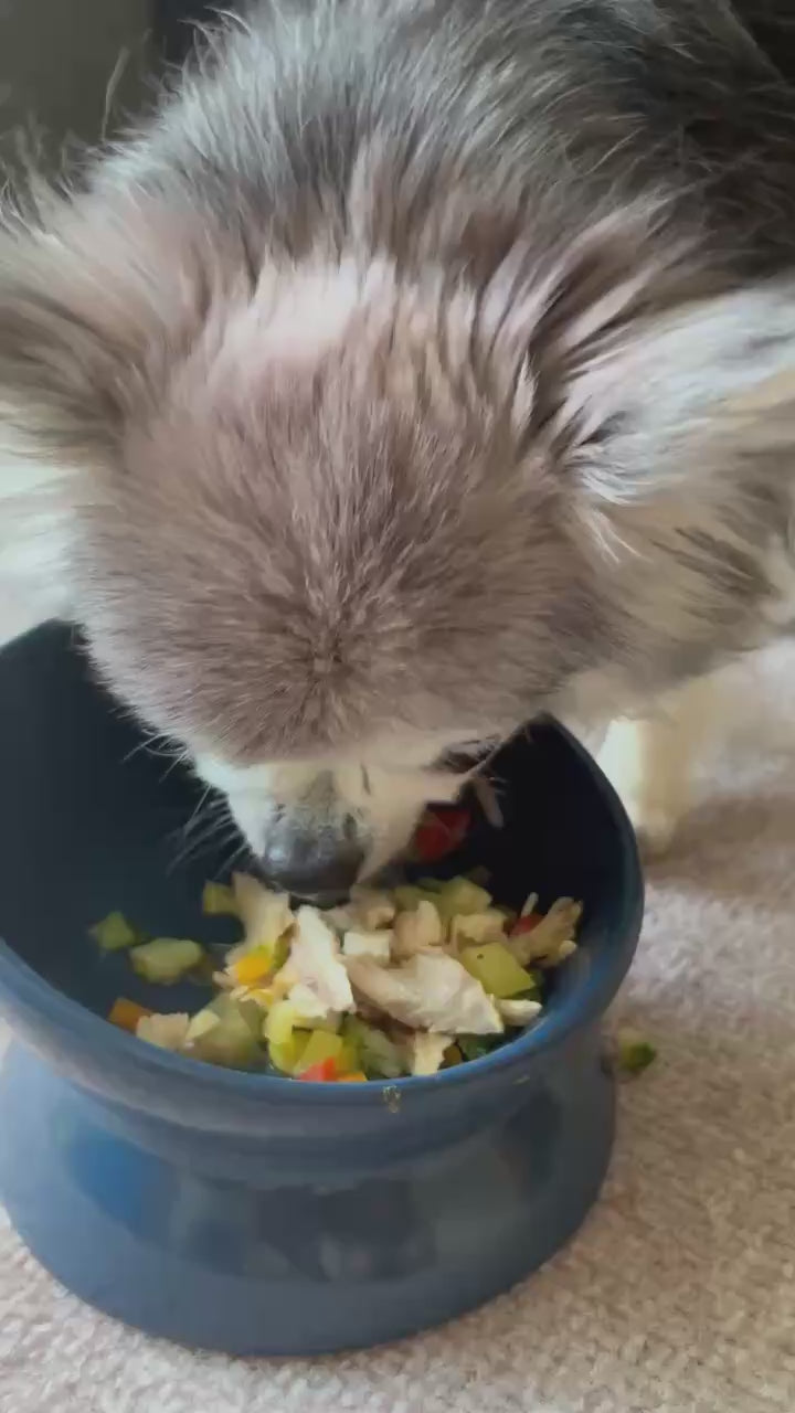 コスモくん（16歳）が食台の器からスープごはんを食べている様子