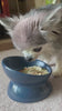 inu-video-cosmo-16