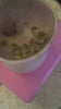 inu-video-coco-18-3