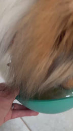 犬が器から参鶏湯を飲んでいる様子