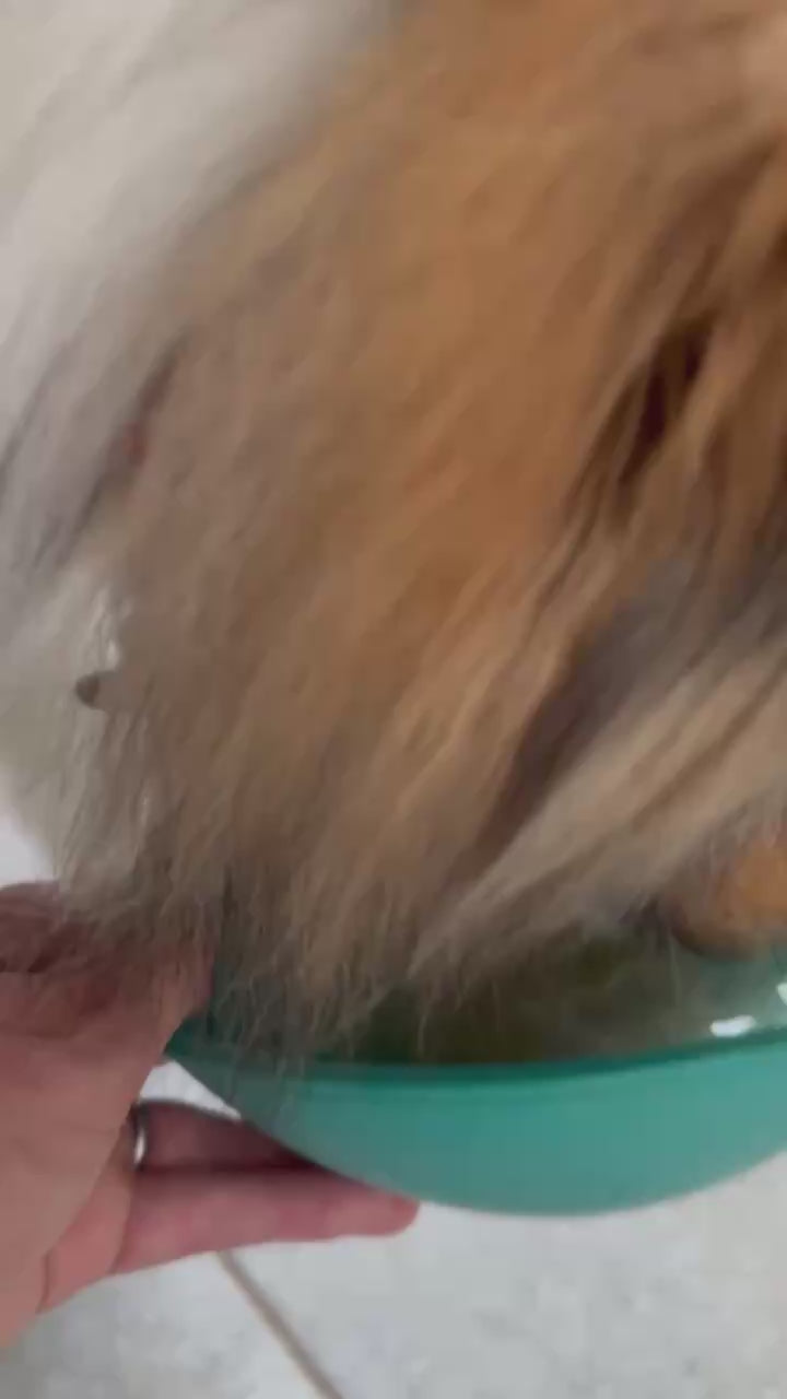 犬が器から参鶏湯を飲んでいる様子