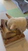 inu-video-poipu-6