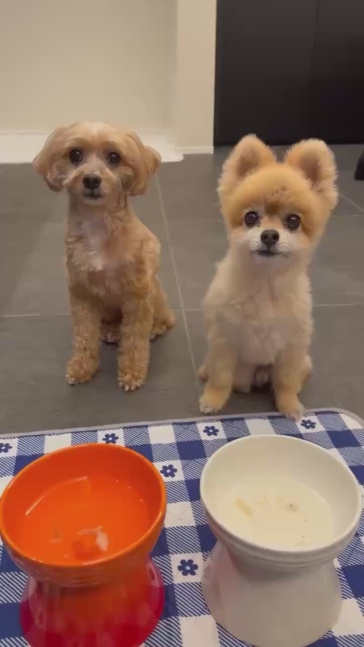 2頭の犬が並んで参鶏湯を飲んでいる様子
